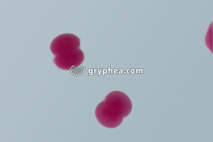 Oursin - embryologie - stade 2 cellules x100 - gryphea.com